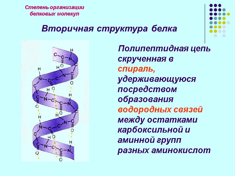 Степень организации  белковых молекул Вторичная структура белка     Полипептидная цепь